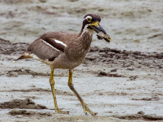 Beach Stone Curlew in Queensland Australia