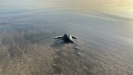 Little baby turtles for the first time on the beach