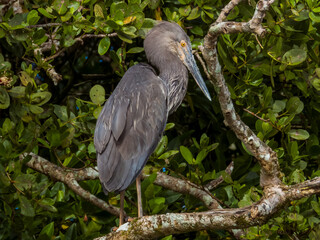 Great-billed Heron in Queensland Australia