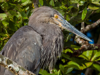 Great-billed Heron in Queensland Australia