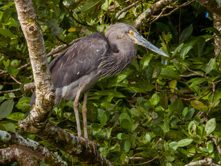 Great-billed Heron in Queensland Australia