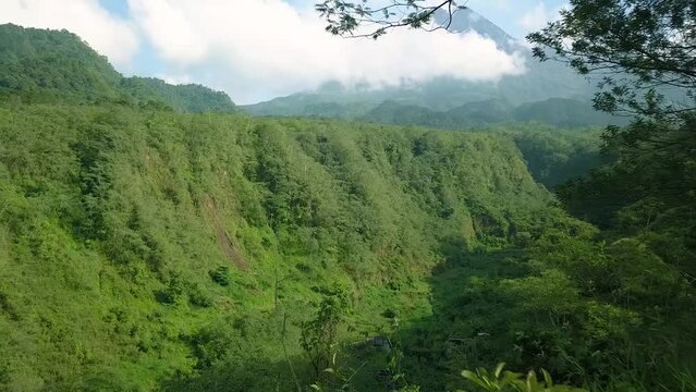 forest in the merapi mountain