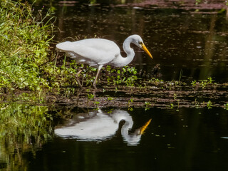 Intermediate Egret in Queensland Australia