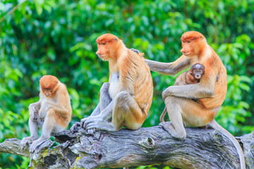 proboscis monkey or nasalis larvatus
