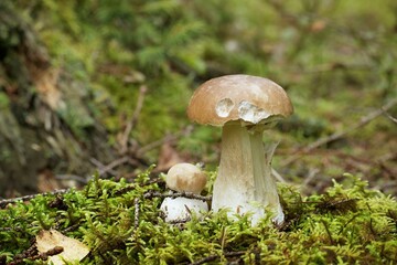 Mushroom growing on lush green moss in a forest