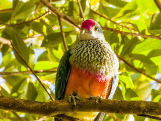 Rose-crowned Fruit-Dove in Queensland Australia