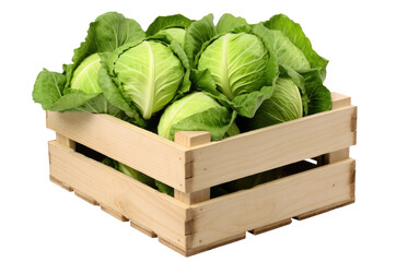 Cabbage in wooden crate isolated on transparent background