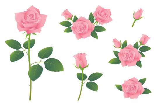 ピンクのバラの花　つぼみから開花　イラストセット