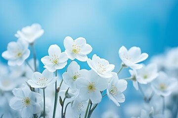 White spring primroses bloom against a soft blue backdrop in a forest macro shot. Ethereal nature scene with space for text. Romantic and gentle imagery.