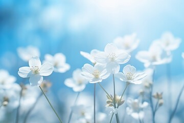 White spring primroses bloom against a soft blue backdrop in a forest macro shot. Ethereal nature scene with space for text. Romantic and gentle imagery.