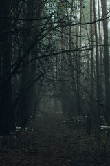Obraz premium Road passing through scary mysterious forest with green light in fog in winter. Nature misty landscape. Scary halloween landscape background. Trail through mysterious dark old forest in fog. Magical