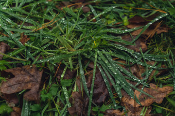 Fresh green grass with water drops close up dewdrop after rain. Autumn leaves on ground. Fallen golden autumn leaves on green grass in forest. Green grass stalks in cold autumn weather