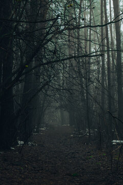 Road passing through scary mysterious forest with green light in fog in winter. Nature misty landscape. Scary halloween landscape background. Trail through mysterious dark old forest in fog. Magical