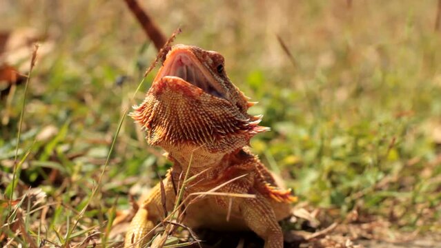 Bearded dragons usually live in dry areas of Australia