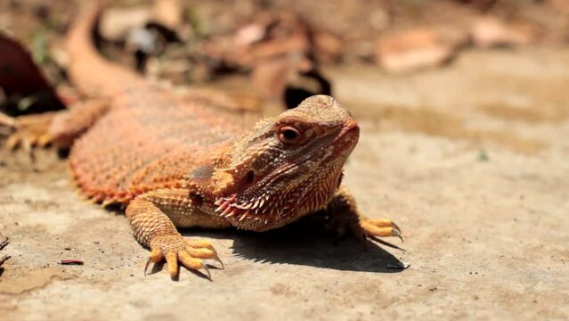 Bearded dragons usually live in dry areas of Australia