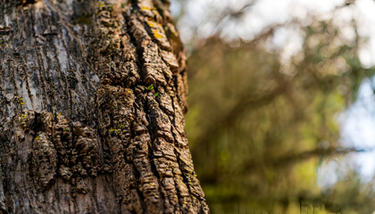 Tree Bark Texture: A Natural and Rustic Background