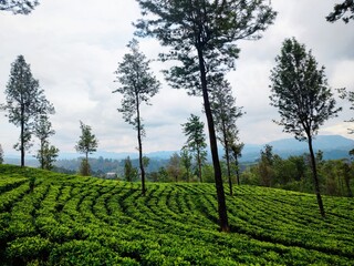 Fototapeta na wymiar beautiful tea trees field nice scenic view hills