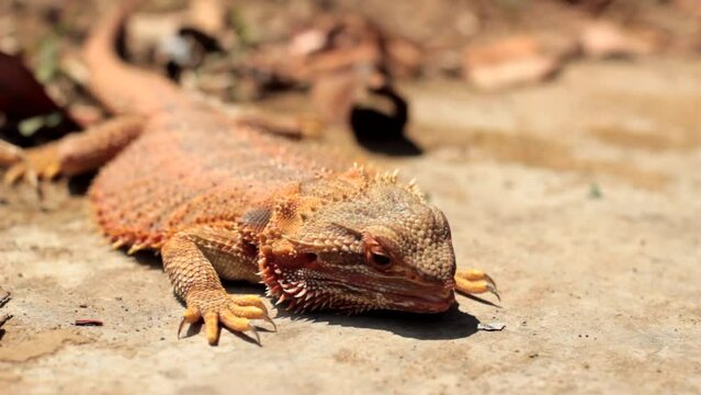 Bearded dragons usually live in dry areas of Australia