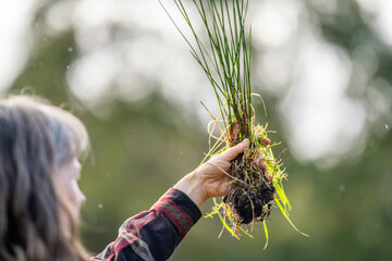 female farmer in an agriculture field holding a grass plant