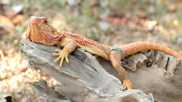 Bearded dragons usually live in dry areas of Australia