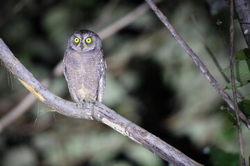 The Biak scops owl (Otus beccarii) is a species of owl endemic to the twin islands of Biak-Supiori...