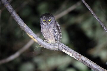 The Biak scops owl (Otus beccarii) is a species of owl endemic to the twin islands of Biak-Supiori in Cenderawasih Bay, Papua, Indonesia.