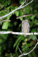 The Biak scops owl (Otus beccarii) is a species of owl endemic to the twin islands of Biak-Supiori in Cenderawasih Bay, Papua, Indonesia.