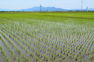 田植え２週間後の水田