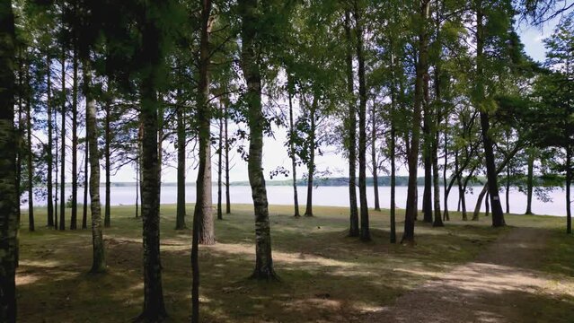 Typical nordic baltic birch trees next to lake slow cinematic dolly forward