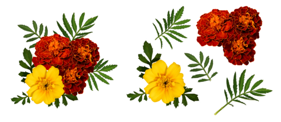 Floral composition of marigold flowers and leaves. Set of elements for creating collage or design, postcards, invitations. Marigold flowers with leaves isolated on transparent background.