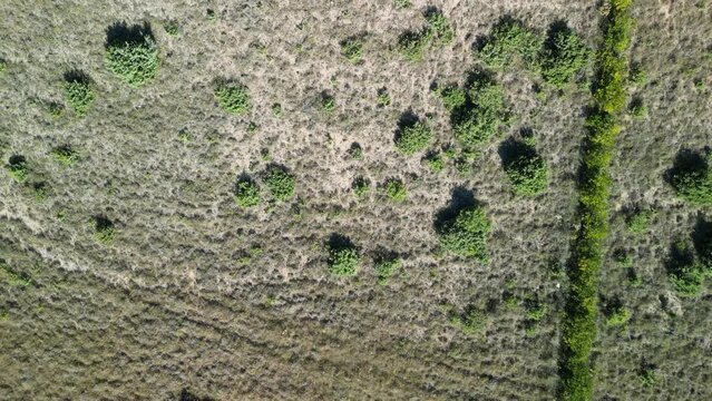 Direct view from above on karst region in Dalmatia with spars and resilient plants on rocky ground.