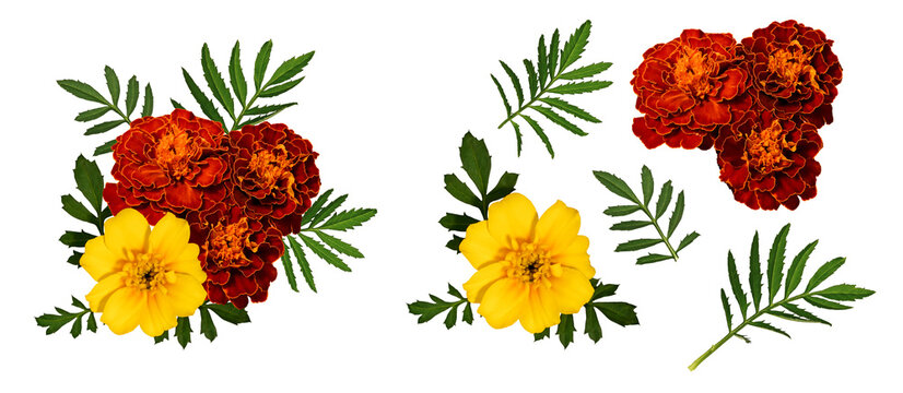 Floral composition of marigold flowers and leaves. Set of elements for creating collage or design, postcards, invitations. Marigold flowers with leaves isolated on transparent background.