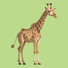 Giraffe vector illustration isolated on white background. Cute giraffe cartoon	
