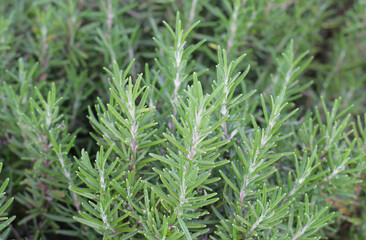 Fresh rosemary herb growing in the garden