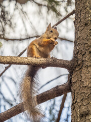 Obraz premium The squirrel with nut sits on tree in the autumn. Eurasian red squirrel, Sciurus vulgaris.