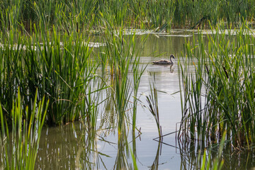 Baby swan bird on the surface of the lake with reeds.