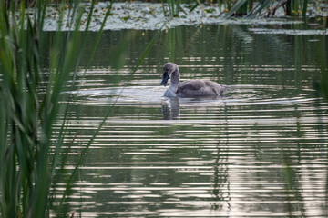 Fototapeta premium Baby swan bird on the surface of the lake with reeds.