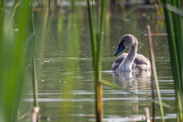 Baby swan bird on the surface of the lake with reeds.