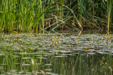 A bud of yellow flowers on the surface of the pond.
