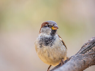 Sparrow sits on a branch without leaves.