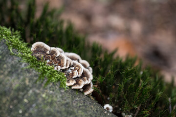 Flat rot fungus outdoors on a stump.