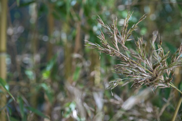 Flowers with bamboo seeds in detail.