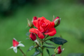 Red rose