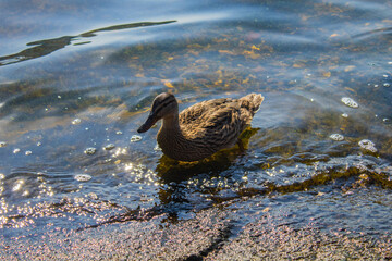 Duck on the Volga River in Cheboksary (Chuvashia). August 2023.