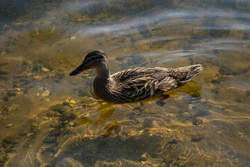 Duck on the Volga River in Cheboksary (Chuvashia). August 2023.