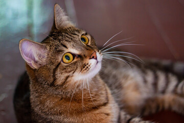 Tabby gray-brown cat