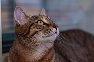 Tabby gray-brown cat