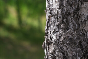 A detailed shot of a tree trunk in front of a blurred forest background.
