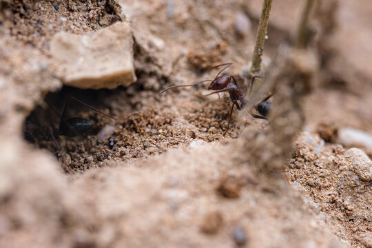 Ants returning to their nests. High-detail macro photograph.