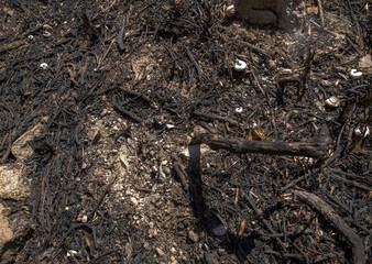 Devastation after the fire the sad reality of forest fires. Burned forest floor after a wildfire scattered above. Top view of the ground.